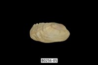 藏品(紫斑船蛤)的圖片